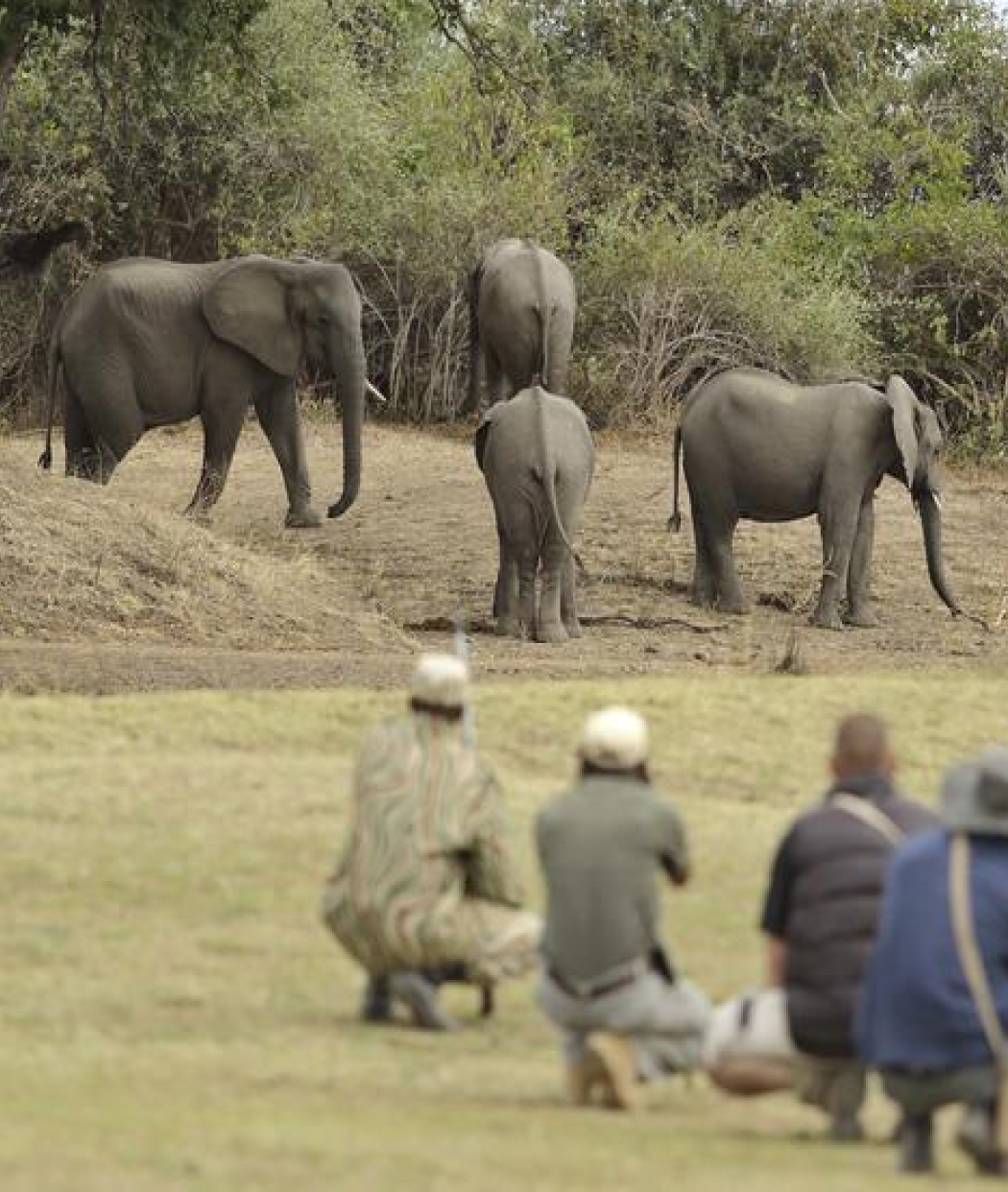 South Luangwa National Park elephant Safari