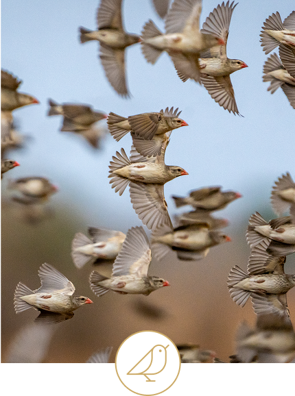 South Luangwa National Park Flying Birds