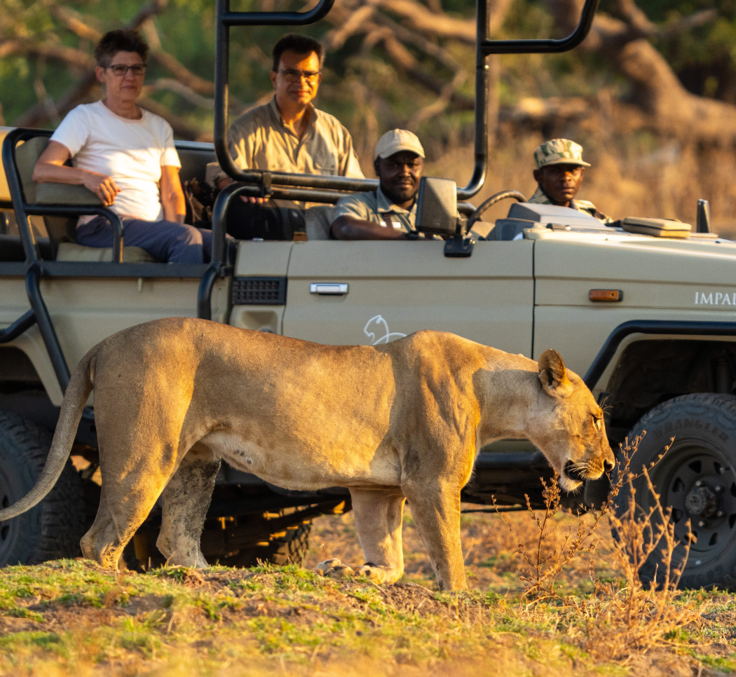 South Luangwa National Park Lion Camping