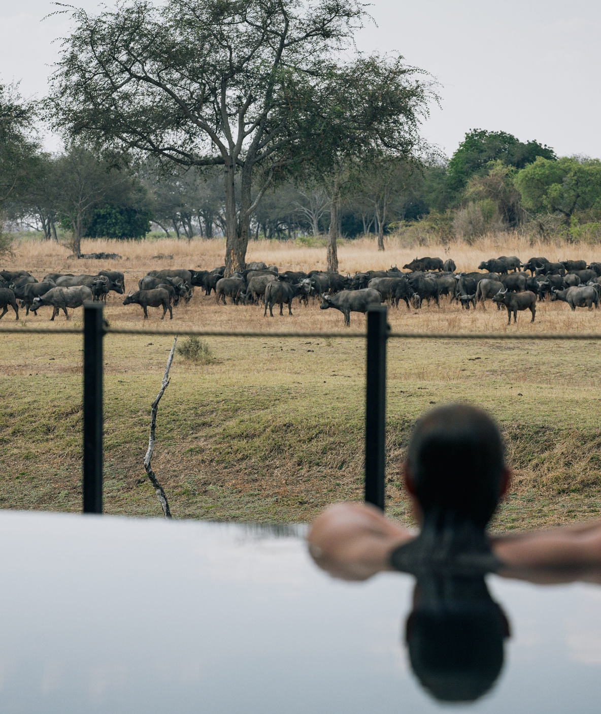 South Luangwa National Park Lion Camping Tour