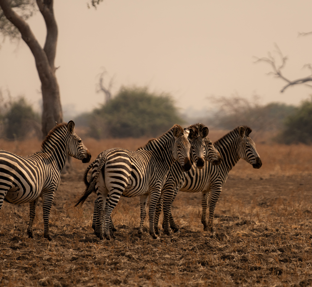 South Luangwa National Park Zebras